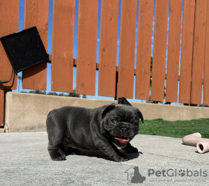 Foto №1. französische bulldogge - zum Verkauf in der Stadt Nereta | verhandelt | Ankündigung № 111606