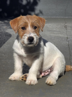 Foto №2 zu Ankündigung № 171876 zu verkaufen jack russell terrier - einkaufen Deutschland quotient 	ankündigung, züchter