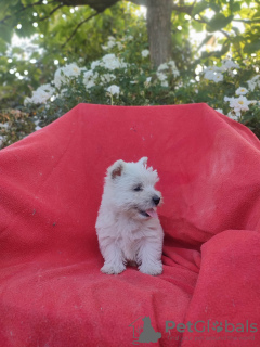 Foto №4. Ich werde verkaufen west highland white terrier in der Stadt Krapkowice. züchter - preis - 2500€