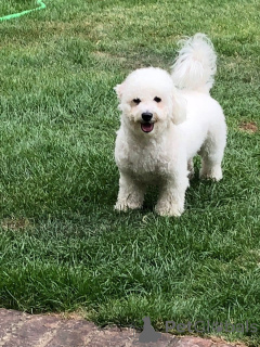 Foto №1. bichon frisé - zum Verkauf in der Stadt Böten-on-Remes | 450€ | Ankündigung № 149753