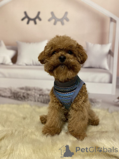 Foto №1. mischlingshund - zum Verkauf in der Stadt Berlin | 1200€ | Ankündigung № 158841