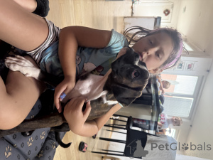 Foto №3. Boxerin weibliche Welpe Omaela Harmony, FCI registriert. Slowakei