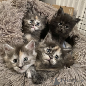 Foto №1. maine-coon-katze - zum Verkauf in der Stadt Helsinki | Frei | Ankündigung № 164835