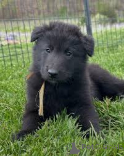 Foto №3. Groenendael-Welpen zu verkaufen. Belgien