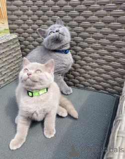 Foto №3. Hochauflösende Niedlichkeit. Finnland