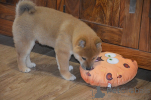 Foto №3. Wunderschöner Shiba Inu. Tschechische Republik