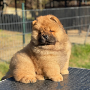 Foto №1. chow-chow - zum Verkauf in der Stadt Arkansas City | 872€ | Ankündigung № 157415