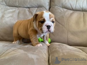 Foto №1. englische bulldogge - zum Verkauf in der Stadt Bastogne | Frei | Ankündigung № 118039