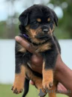 Foto №1. rottweiler - zum Verkauf in der Stadt Helsinki | 1000€ | Ankündigung № 169385
