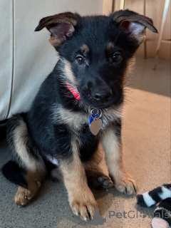 Foto №1. deutscher schäferhund - zum Verkauf in der Stadt Basel | verhandelt | Ankündigung № 163768
