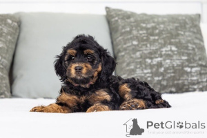 Foto №2 zu Ankündigung № 155592 zu verkaufen labradoodle - einkaufen Irland quotient 	ankündigung