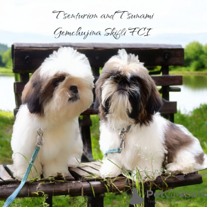 Foto №1. shih tzu - zum Verkauf in der Stadt Warschau | 700€ | Ankündigung № 72910