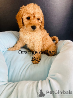 Foto №3. Atemberaubende F1B Cockapoo-Welpen. Deutschland