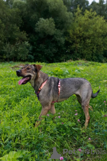 Zusätzliche Fotos: Mixed Pointer Max ist in guten Händen!