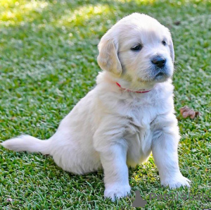 Foto №1. golden retriever - zum Verkauf in der Stadt Redange | 400€ | Ankündigung № 106362