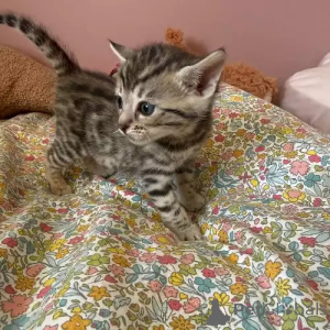 Foto №2 zu Ankündigung № 167250 zu verkaufen bengal katzenrasse - einkaufen Deutschland quotient 	ankündigung