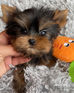 Foto №3. Yorkshire Terrier. Deutschland