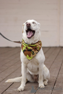 Foto №4. Ich werde verkaufen mischlingshund in der Stadt Москва.  - preis - Frei