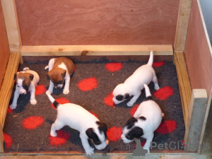 Foto №2 zu Ankündigung № 99493 zu verkaufen jack russell terrier - einkaufen Deutschland quotient 	ankündigung