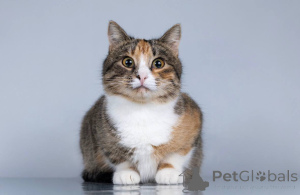 Foto №2 zu Ankündigung № 165120 zu verkaufen  - einkaufen Russische Föderation quotient 	ankündigung