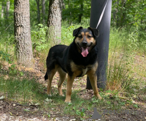Foto №4. Ich werde verkaufen mischlingshund in der Stadt Москва. quotient 	ankündigung - preis - Frei