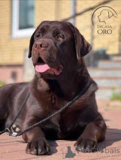 Foto №2 zu Ankündigung № 137775 zu verkaufen labrador retriever - einkaufen Russische Föderation züchter