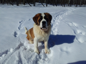 Foto №4. Ich werde verkaufen bernhardiner in der Stadt Kazan. züchter - preis - 437€