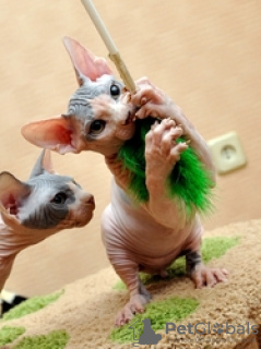Foto №3. Sphynx Kittens Voor Herhuisierung. Norwegen