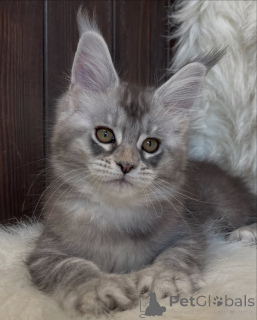 Foto №3. Großes Herz, größere Pfoten Atlas trägt die Liebe wie eine Legende.. Island