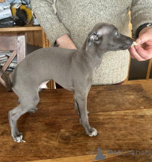 Foto №1. italienisches windspiel - zum Verkauf in der Stadt Bad Wildungen | verhandelt | Ankündigung № 162204