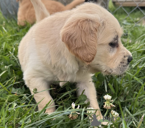 Foto №3. Golden Retriever Welpe.. Irland