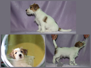 Foto №3. Jack Russell Terrier Welpen zu verkaufen. Russische Föderation