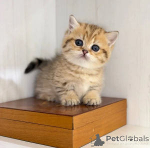 Foto №1. munchkin - zum Verkauf in der Stadt Lindow | 350€ | Ankündigung № 177604