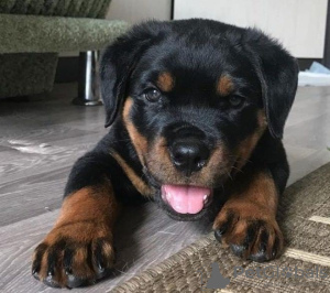 Foto №1. rottweiler - zum Verkauf in der Stadt Stockholm | 425€ | Ankündigung № 56630