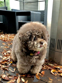 Foto №2 zu Ankündigung № 160247 zu verkaufen pudel (toy) - einkaufen Finnland quotient 	ankündigung