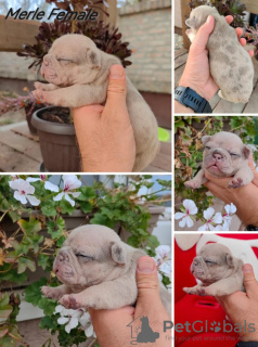 Foto №4. Ich werde verkaufen französische bulldogge in der Stadt Zrenjanin. züchter - preis - verhandelt
