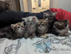 Foto №1. sibirische katze - zum Verkauf in der Stadt Helsinki | 580€ | Ankündigung № 164657