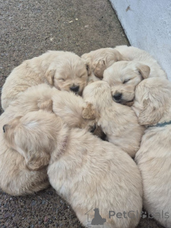 Foto №1. golden retriever - zum Verkauf in der Stadt Nevada | 484€ | Ankündigung № 161384
