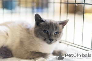 Foto №3. Die unglaubliche Schönheit Agatha ist in guten Händen.. Russische Föderation