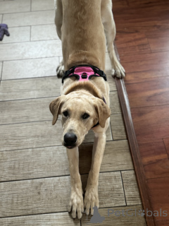 Foto №2 zu Ankündigung № 134976 zu verkaufen labrador retriever - einkaufen USA quotient 	ankündigung