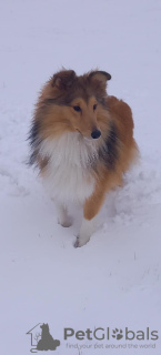 Foto №2 zu Ankündigung № 131494 zu verkaufen shetland sheepdog - einkaufen Estland vom kindergarten, züchter