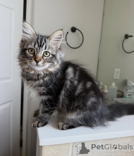 Foto №2 zu Ankündigung № 170632 zu verkaufen sibirische katze - einkaufen Niederlande züchter