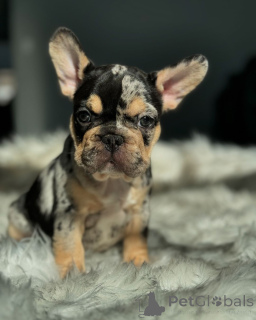 Foto №2 zu Ankündigung № 150631 zu verkaufen französische bulldogge - einkaufen Deutschland aus dem tierheim, züchter