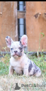 Foto №1. französische bulldogge - zum Verkauf in der Stadt Stari Banovci | verhandelt | Ankündigung № 120198