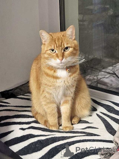 Foto №3. Die gut erzogene, intelligente rote Katze Alice sucht ein Zuhause. Russische Föderation