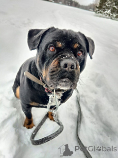 Foto №4. Ich werde verkaufen mischlingshund in der Stadt Москва. quotient 	ankündigung - preis - Frei