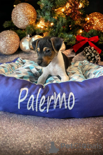 Foto №3. Brasilianischer Terrierwelpe. Polen