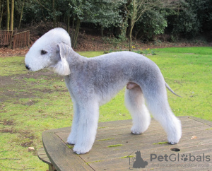 Foto №4. Ich werde verkaufen bedlington terrier in der Stadt Луховицы. quotient 	ankündigung - preis - 986€