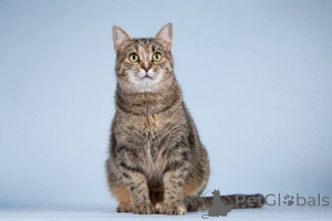 Foto №1.  - zum Verkauf in der Stadt Chimki | Frei | Ankündigung № 151250