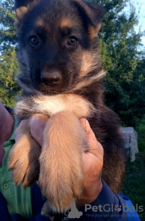 Foto №1. deutscher schäferhund - zum Verkauf in der Stadt Tiraspol | 87€ | Ankündigung № 24300